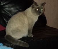 /album/fotogalerie-katzen/donna-jpg1/