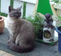 /album/fotogalerie-katzen/mara1-jpg1/