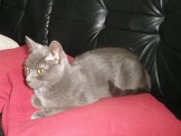 /album/fotogalerie-katzen/fini2-jpg/