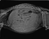 /album/fotogalerie-rontgen/rontgen-jpg/