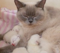 /album/fotogalerie-geburt/babie6-jpg/