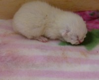 /album/fotogalerie-geburt/babie1-jpg/