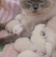 /album/fotogalerie-geburt/babie3-jpg/