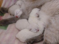 /album/fotogalerie-geburt/babie5-jpg/